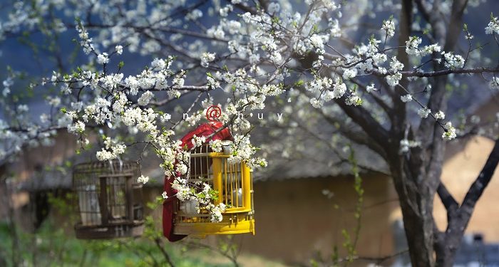 Ngắm bộ ảnh mùa xuân ở Hà Giang đẹp ngỡ ngàng trong từng khoảnh khắc