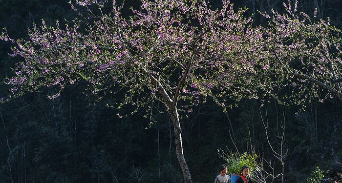 Ngắm bộ ảnh mùa xuân ở Hà Giang đẹp ngỡ ngàng trong từng khoảnh khắc