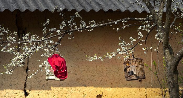 Ngắm bộ ảnh mùa xuân ở Hà Giang đẹp ngỡ ngàng trong từng khoảnh khắc