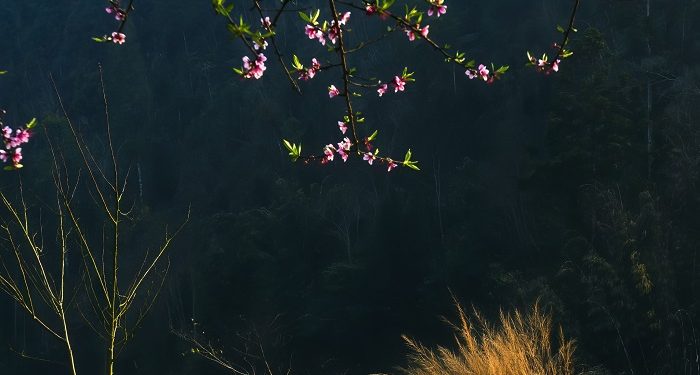 Ngắm bộ ảnh mùa xuân ở Hà Giang đẹp ngỡ ngàng trong từng khoảnh khắc