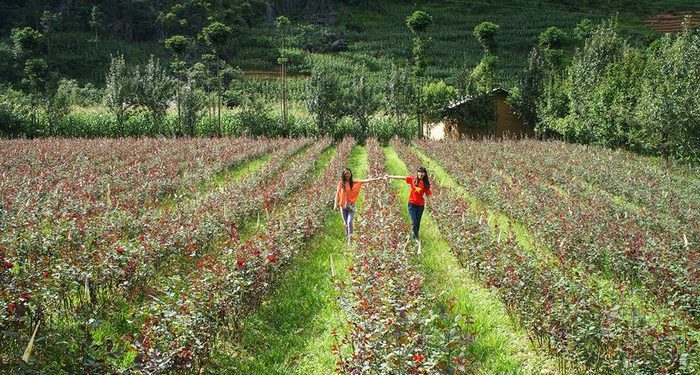Ảnh cưới tuyệt đẹp trong khung cảnh cao nguyên đá Đồng Văn hùng vĩ