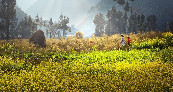 Ngắm bộ ảnh mùa xuân ở Hà Giang đẹp ngỡ ngàng trong từng khoảnh khắc