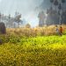 Ngắm bộ ảnh mùa xuân ở Hà Giang đẹp ngỡ ngàng trong từng khoảnh khắc