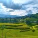 Cảnh đẹp ruộng bậc thang Hoàng Su Phì