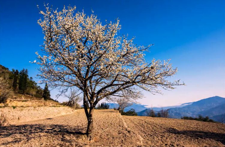 Sắc xuân trên vùng cao Hà Giang