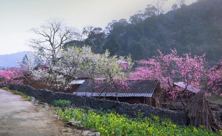 Sắc xuân trên miền đá Hà Giang