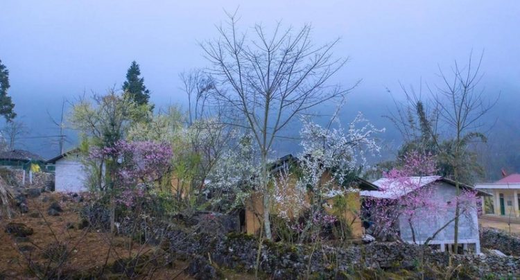 Sắc xuân trên miền đá Hà Giang