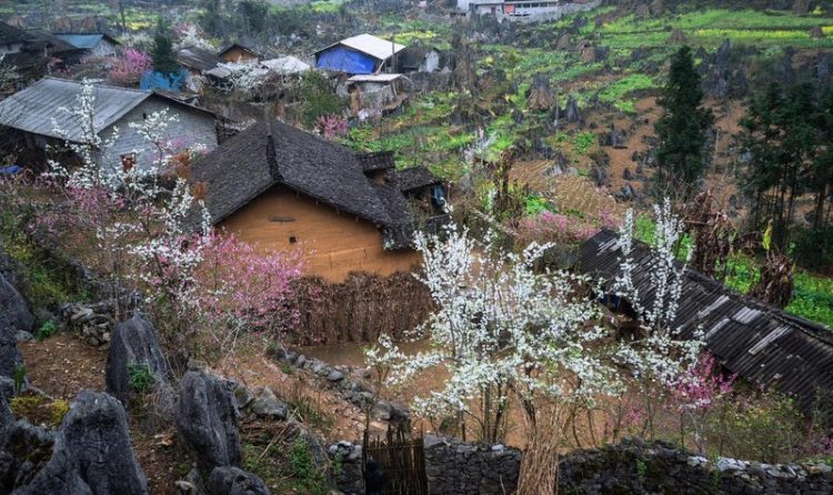 Sắc xuân trên miền đá Hà Giang