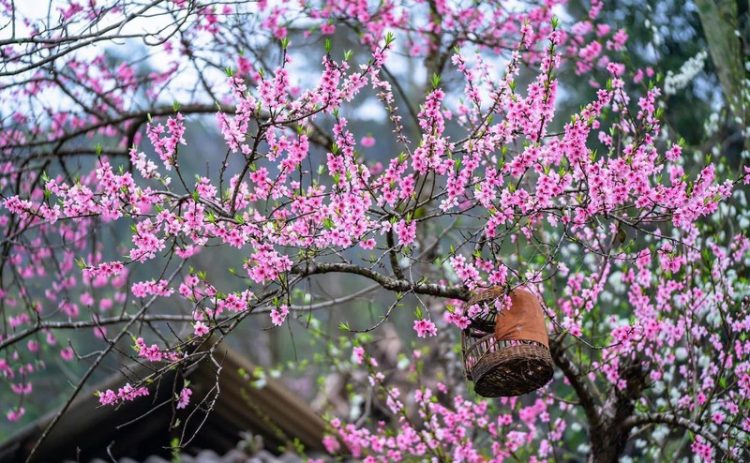 Sắc xuân trên miền đá Hà Giang