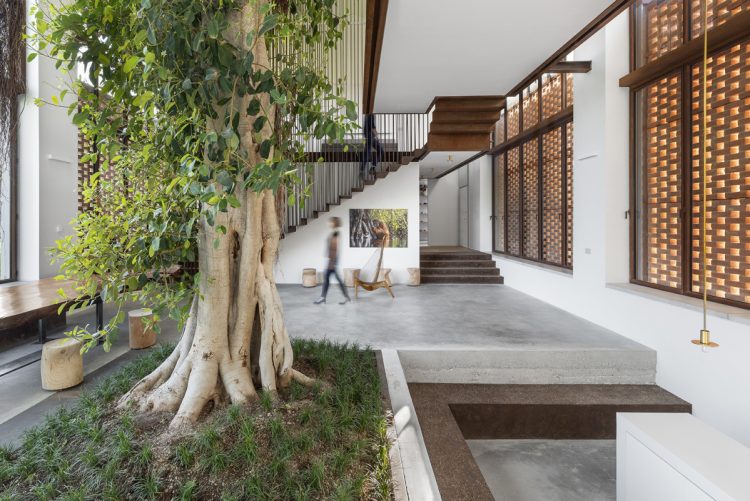 Cây mọc giữa nhà