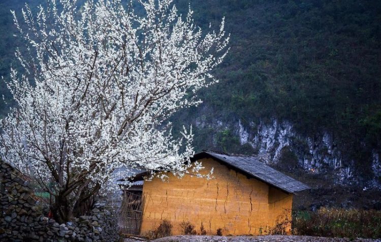Sắc xuân trên miền đá Hà Giang