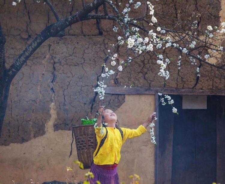 Sắc xuân trên miền đá Hà Giang