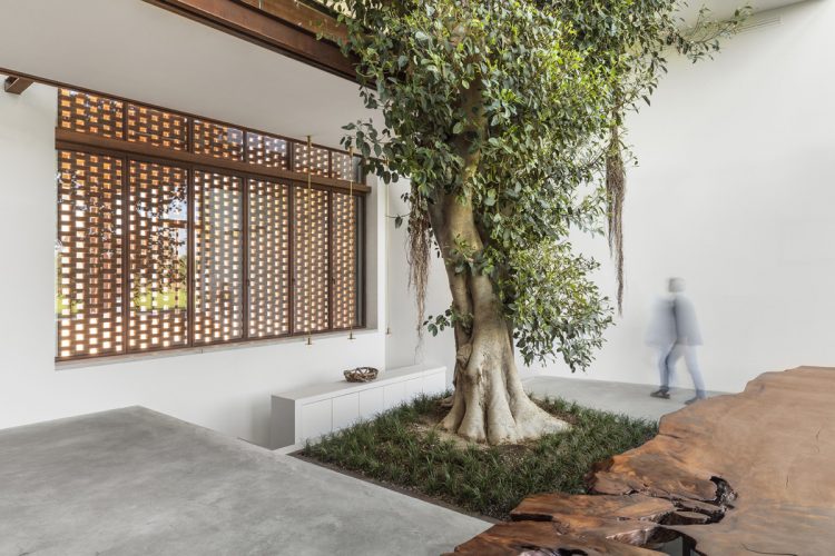 Cây mọc giữa nhà