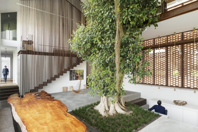 Cây mọc giữa nhà