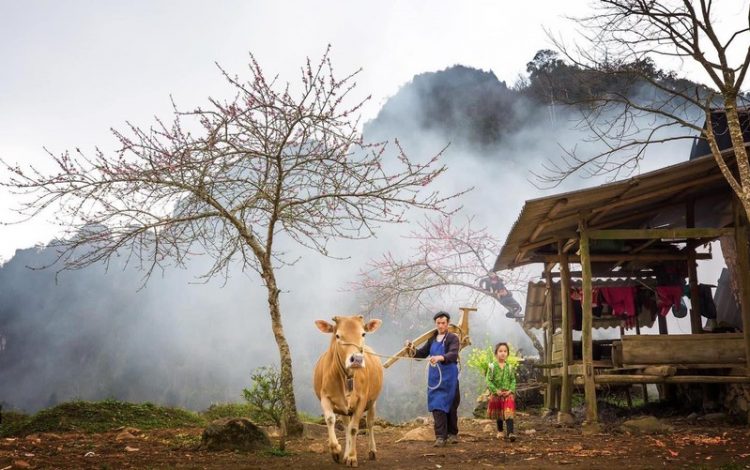 Sắc xuân trên miền đá Hà Giang