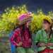 Cẩm nang du lịch Hà Giang
