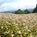 Tam giác mạch Hà Giang hướng đến thị trường Nhật Bản.