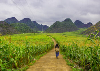 Bốn mùa ở cao nguyên đá Đồng Văn.