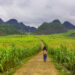 Bốn mùa ở cao nguyên đá Đồng Văn.