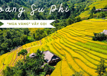Hoàng Su Phì “Mùa Vàng” vẫy gọi.