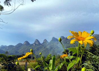 Rực rỡ mùa hoa dã quỳ ở Phong Quang.