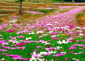 Du lịch nông nghiệp xã Phong Quang, huyện Vị Xuyên, tỉnh Hà Giang.