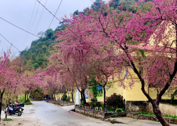 Sắc hoa mai anh đào “nhuộm hồng” Cao nguyên đá.